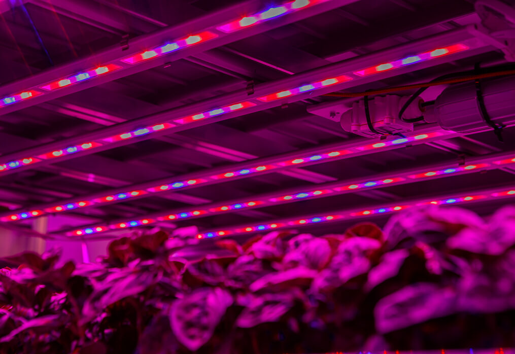 What’s Next For Vertical Farming?