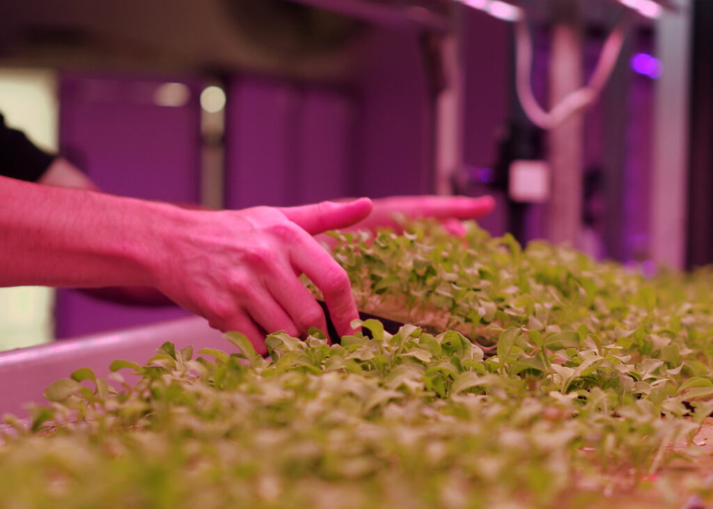 A tray of crops under grow lights is removed for data collection.