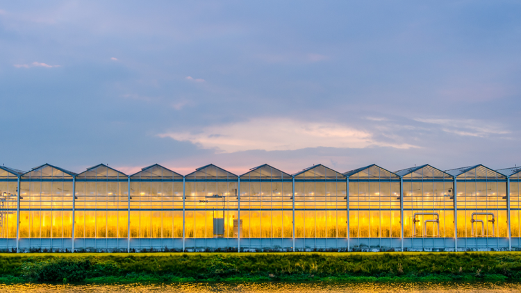 Commercial Glasshouse at Dusk with Traditional Lighting