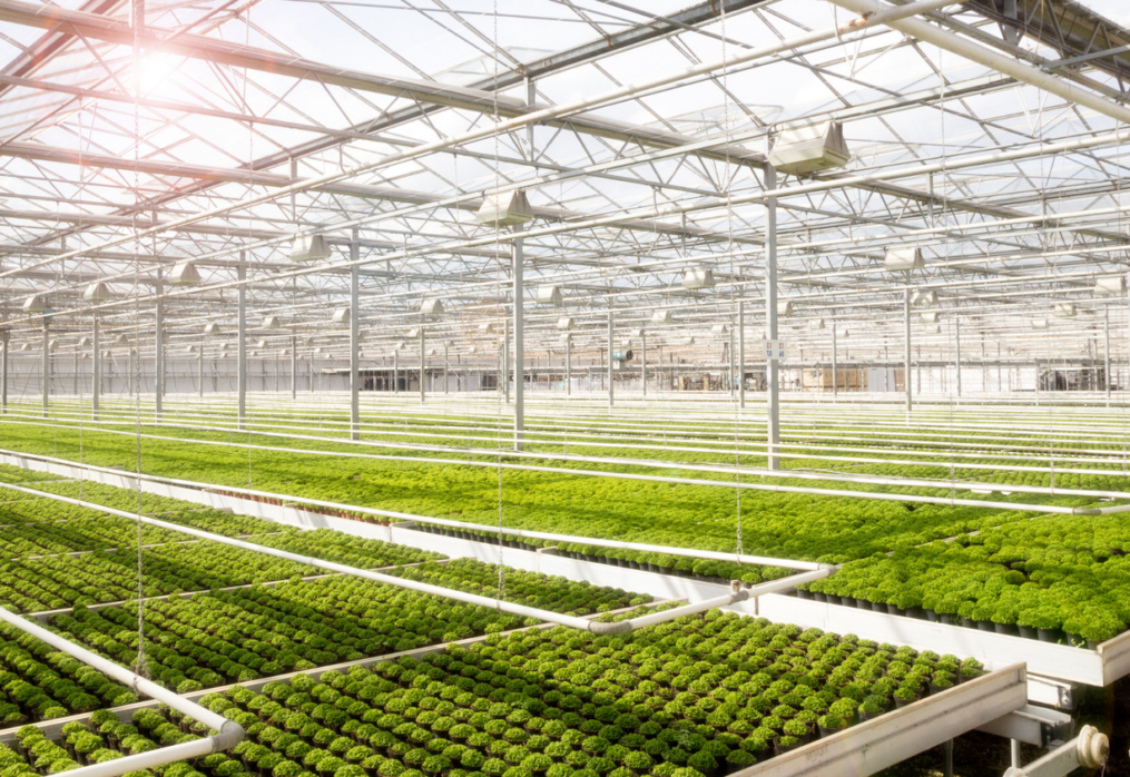 GLASSHOUSE LIGHTING: IS IT TIME TO TURN OFF TRADITIONAL OPTIONS?